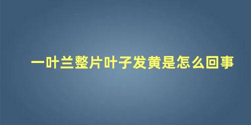 一叶兰整片叶子发黄是怎么回事