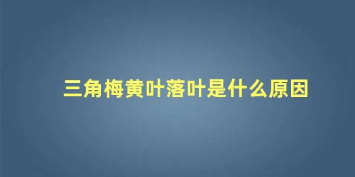 三角梅黄叶落叶是什么原因