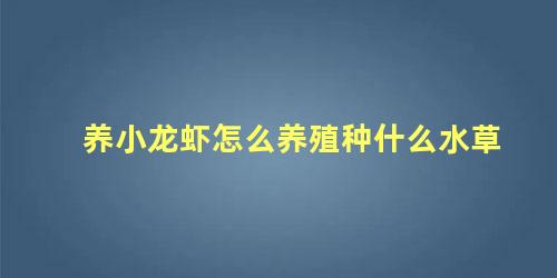 养小龙虾怎么养殖种什么水草