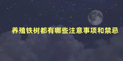 养殖铁树都有哪些注意事项和禁忌