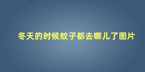 冬天的时候蚊子都去哪儿了图片