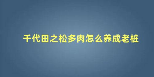 千代田之松多肉怎么养成老桩