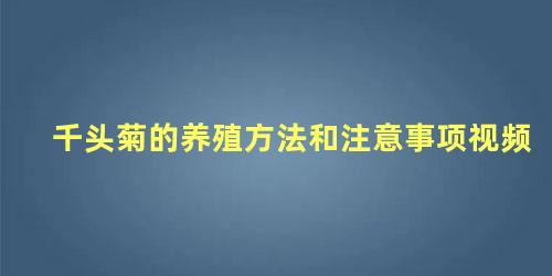 千头菊的养殖方法和注意事项视频