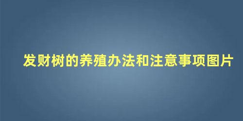 发财树的养殖办法和注意事项图片