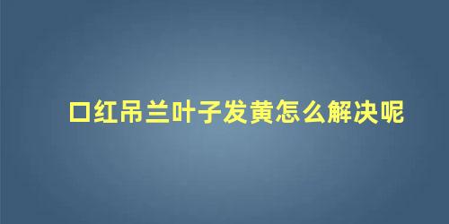 口红吊兰叶子发黄怎么解决呢