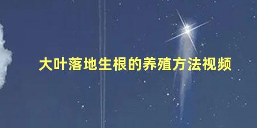 大叶落地生根的养殖方法视频