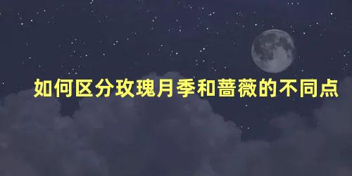 如何区分玫瑰月季和蔷薇的不同点