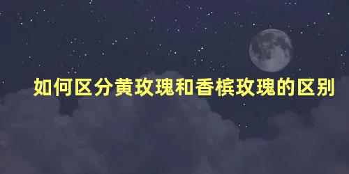 如何区分黄玫瑰和香槟玫瑰的区别