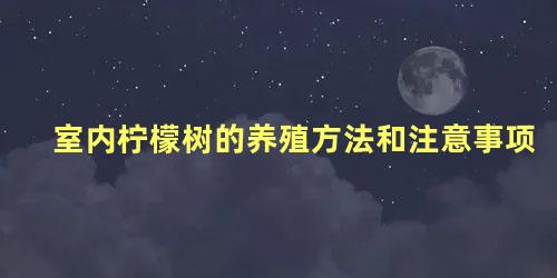 室内柠檬树的养殖方法和注意事项