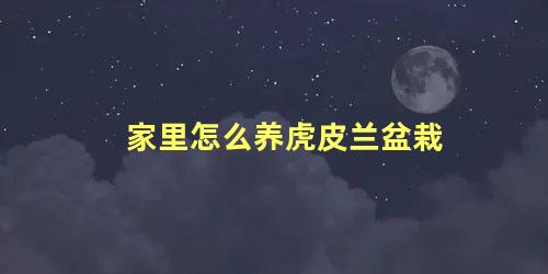 家里怎么养虎皮兰盆栽