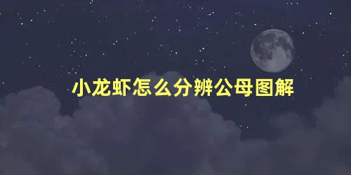 小龙虾怎么分辨公母图解