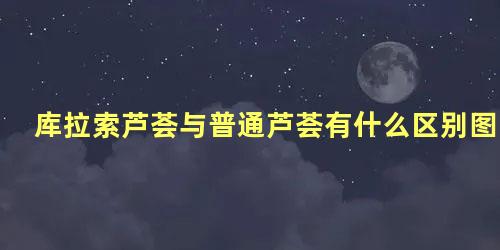 库拉索芦荟与普通芦荟有什么区别图片