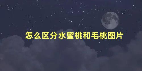 怎么区分水蜜桃和毛桃图片