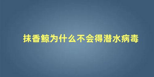 抹香鲸为什么不会得潜水病毒