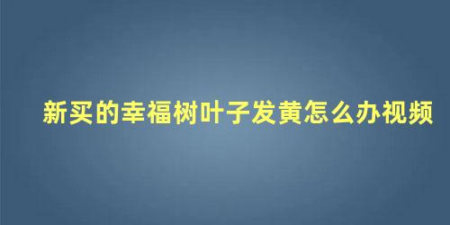 新买的幸福树叶子发黄怎么办视频