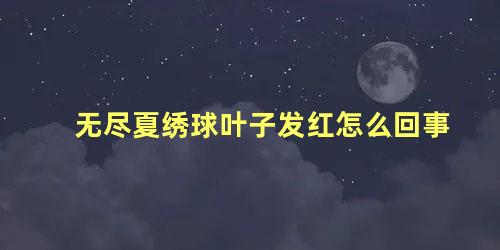 无尽夏绣球叶子发红怎么回事