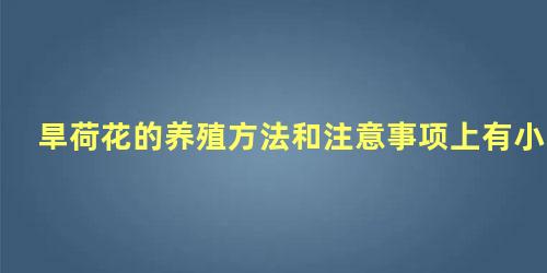 旱荷花的养殖方法和注意事项上有小白点