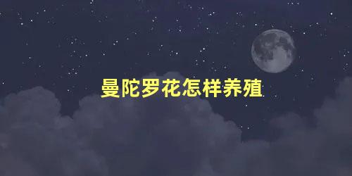 曼陀罗花怎样养殖