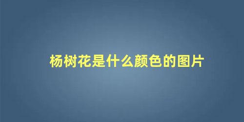 杨树花是什么颜色的图片