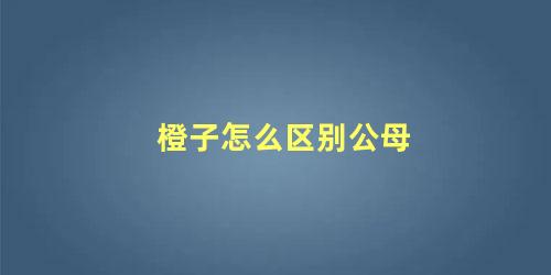 橙子怎么区别公母