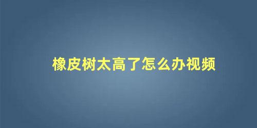 橡皮树太高了怎么办视频