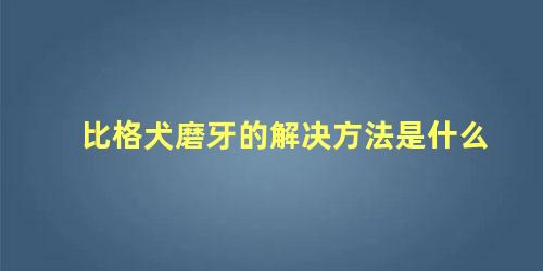 比格犬磨牙的解决方法是什么