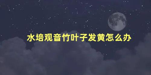 水培观音竹叶子发黄怎么办