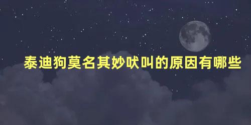 泰迪狗莫名其妙吠叫的原因有哪些