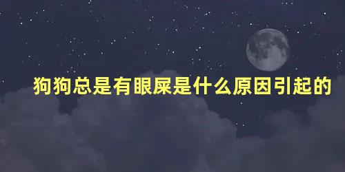 狗狗总是有眼屎是什么原因引起的