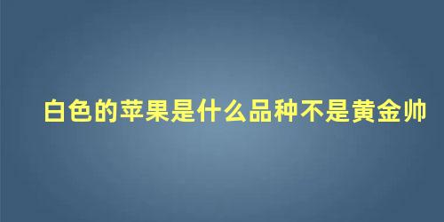 白色的苹果是什么品种不是黄金帅