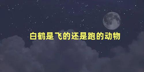 白鹤是飞的还是跑的动物