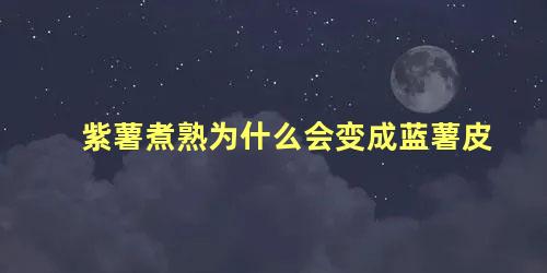 紫薯煮熟为什么会变成蓝薯皮