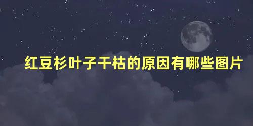 红豆杉叶子干枯的原因有哪些图片