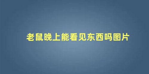 老鼠晚上能看见东西吗图片