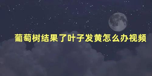 葡萄树结果了叶子发黄怎么办视频