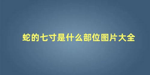 蛇的七寸是什么部位图片大全