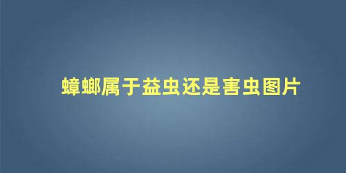 蟑螂属于益虫还是害虫图片