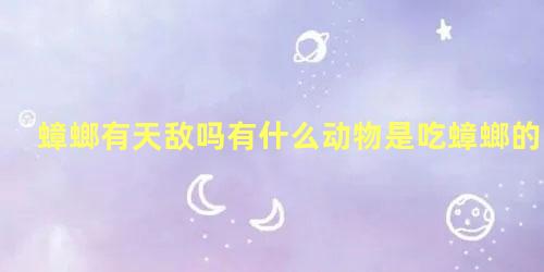 蟑螂有天敌吗有什么动物是吃蟑螂的-知乎问答