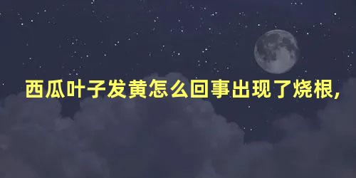 西瓜叶子发黄怎么回事出现了烧根,怎么办