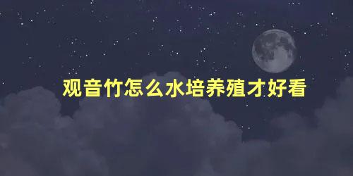 观音竹怎么水培养殖才好看