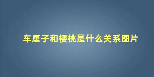 车厘子和樱桃是什么关系图片