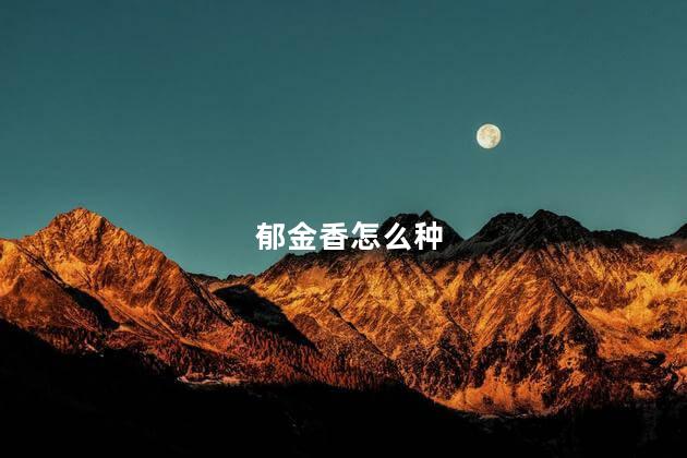 郁金香怎么种