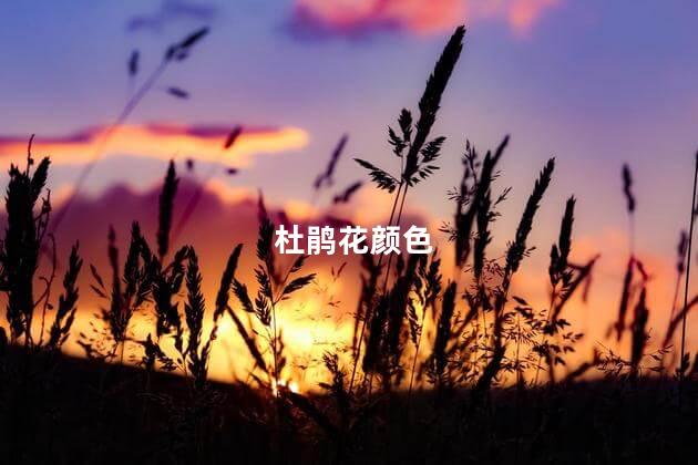 杜鹃花颜色