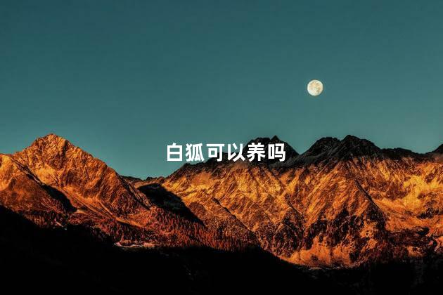 白狐可以养吗